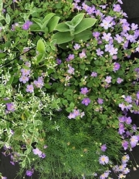 COMBO L 14" Moss Basket